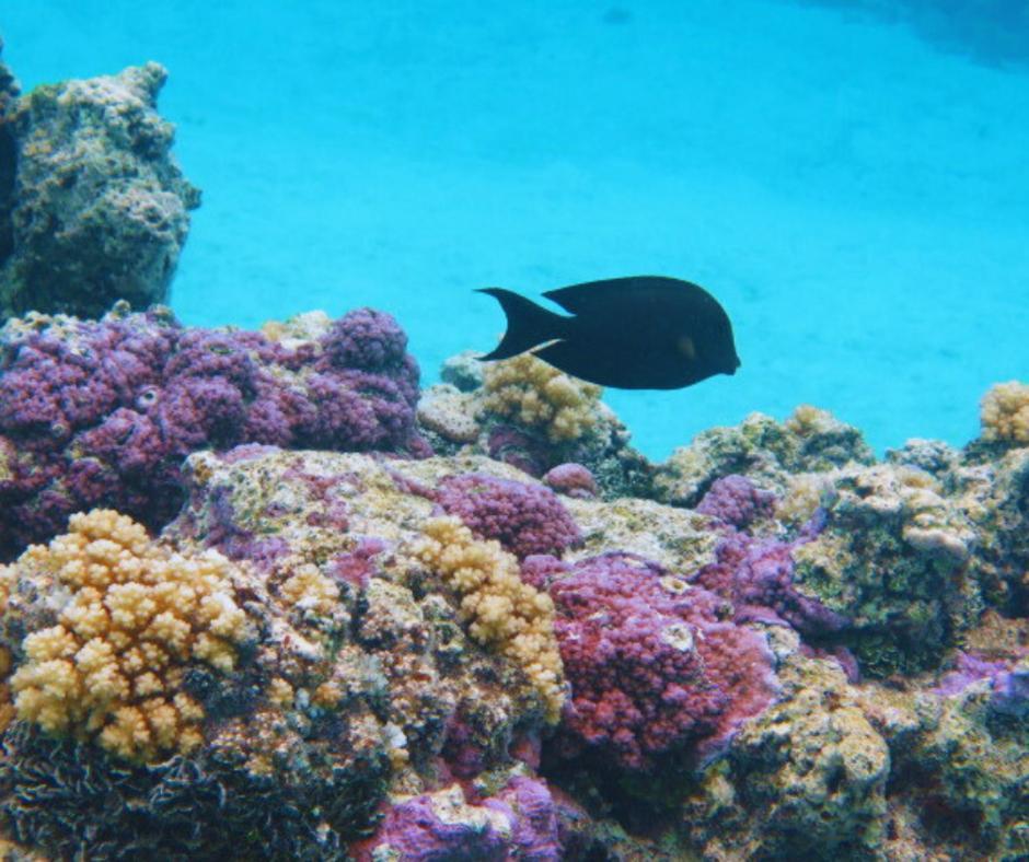 Resort Tava'E Amuri Kültér fotó