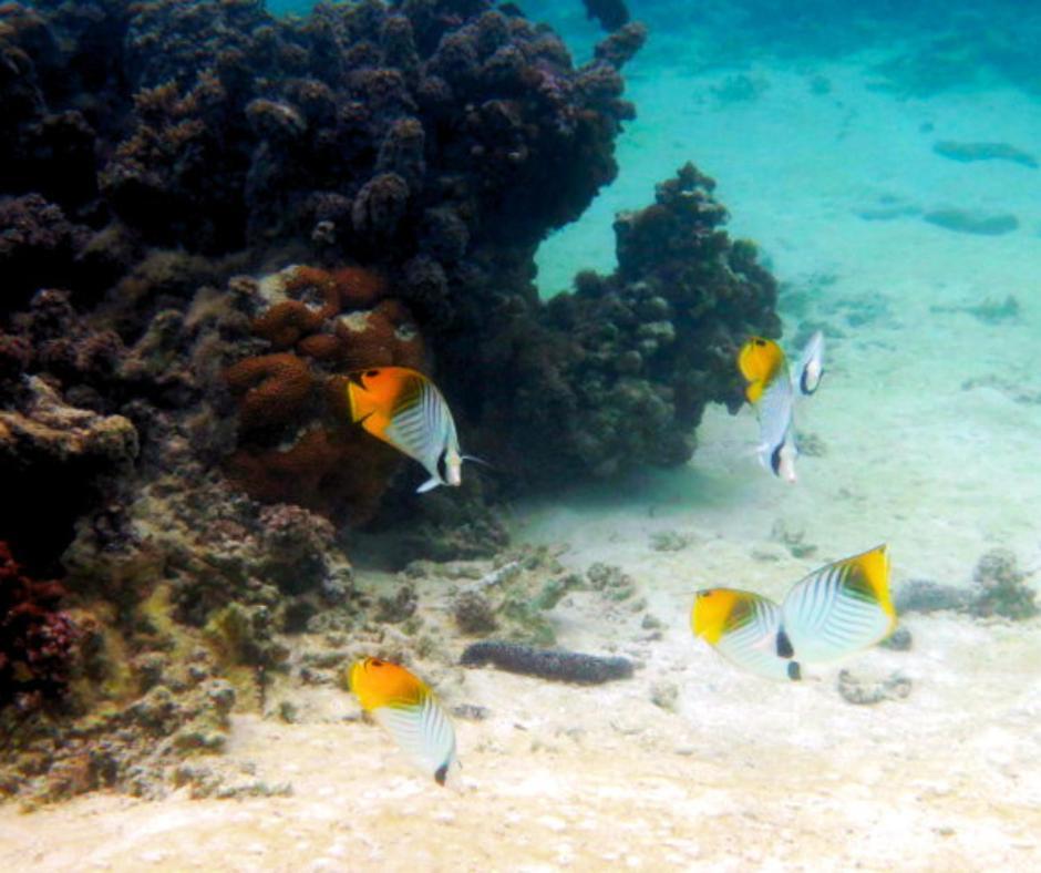 Resort Tava'E Amuri Kültér fotó